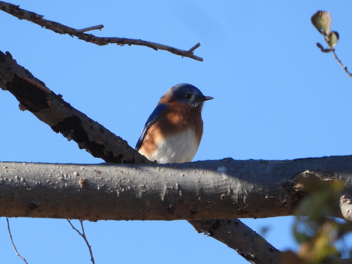Eastern Bluebird - ML646076339