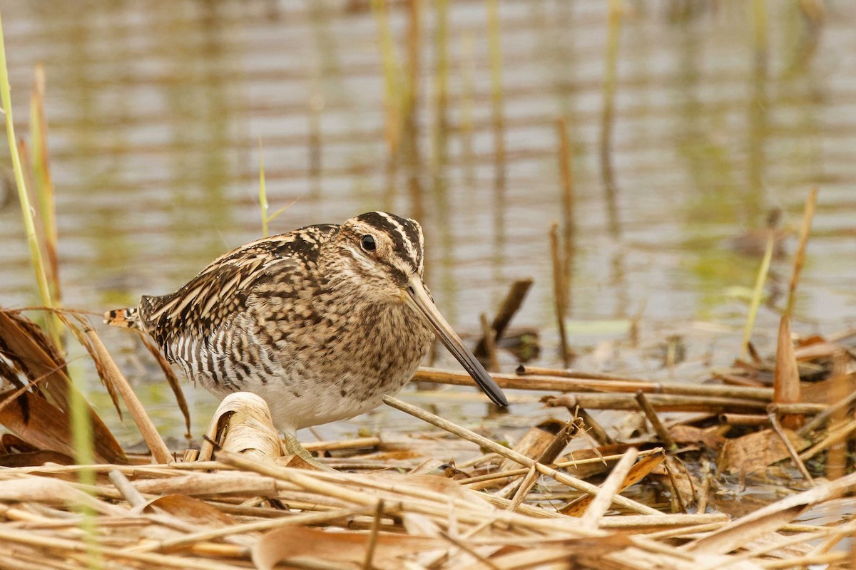 Common Snipe - ML646076345