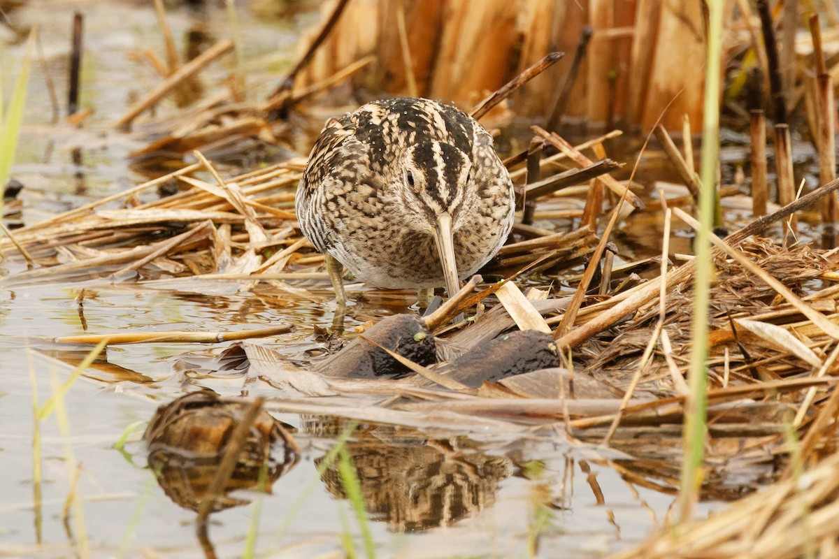 Common Snipe - ML646076346