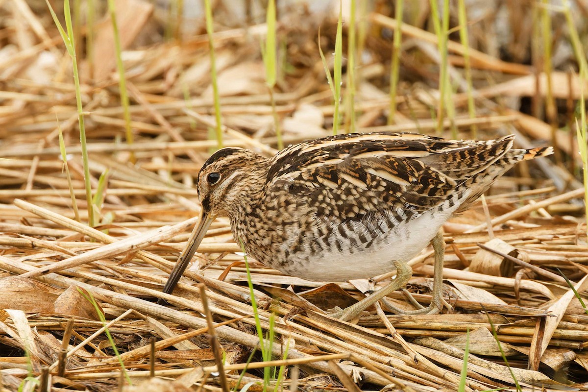 Common Snipe - ML646076347