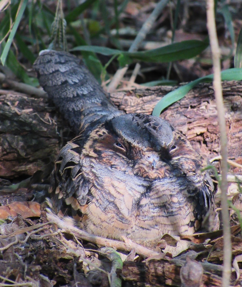 Common Pauraque - ML646076351