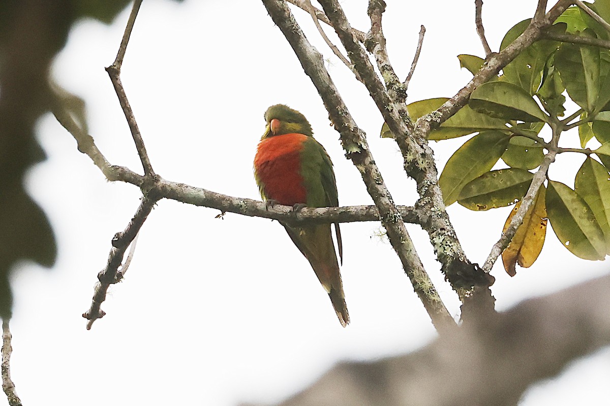 Orange-billed Lorikeet - ML646076352