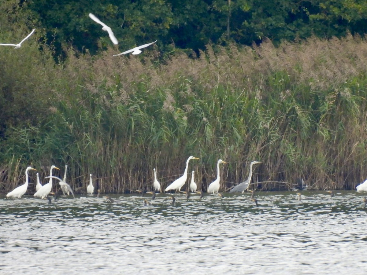 Great Egret - ML646076361