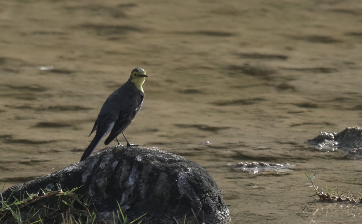 Citrine Wagtail - ML646076368