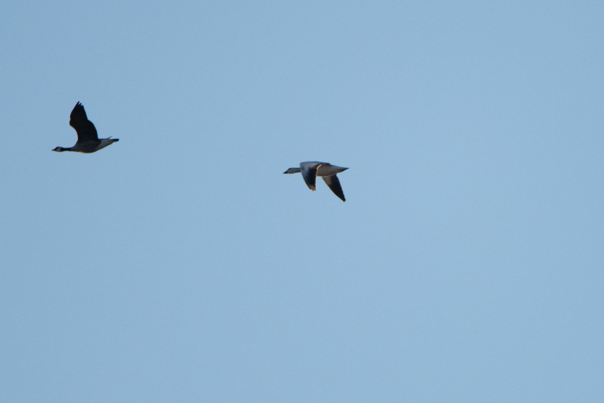 Snow Goose - ML646076369