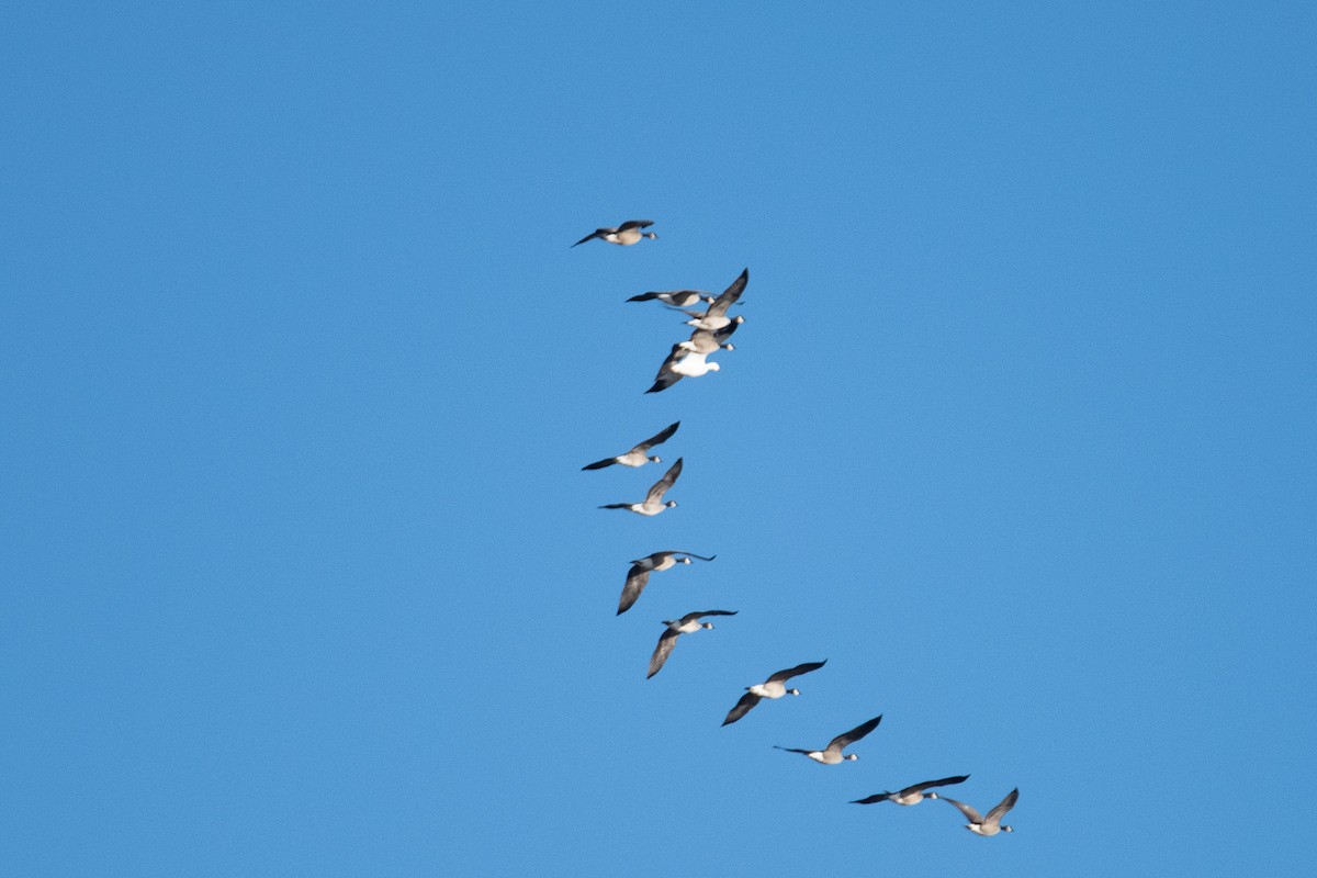 Snow Goose - ML646076370