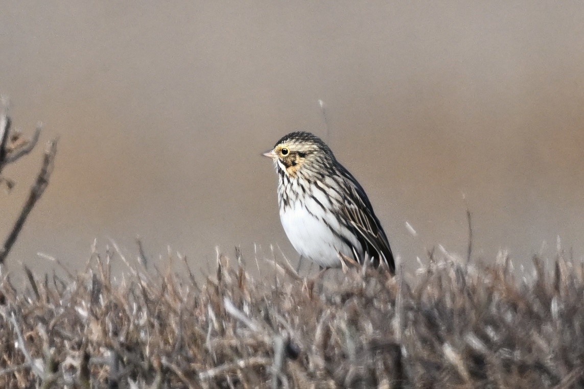 Grasammer - ML646076372