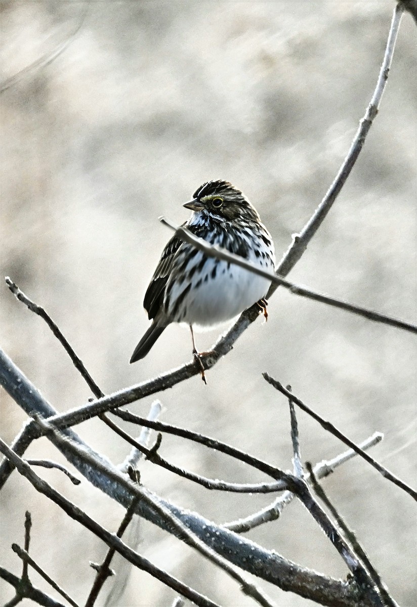 Grasammer - ML646076373