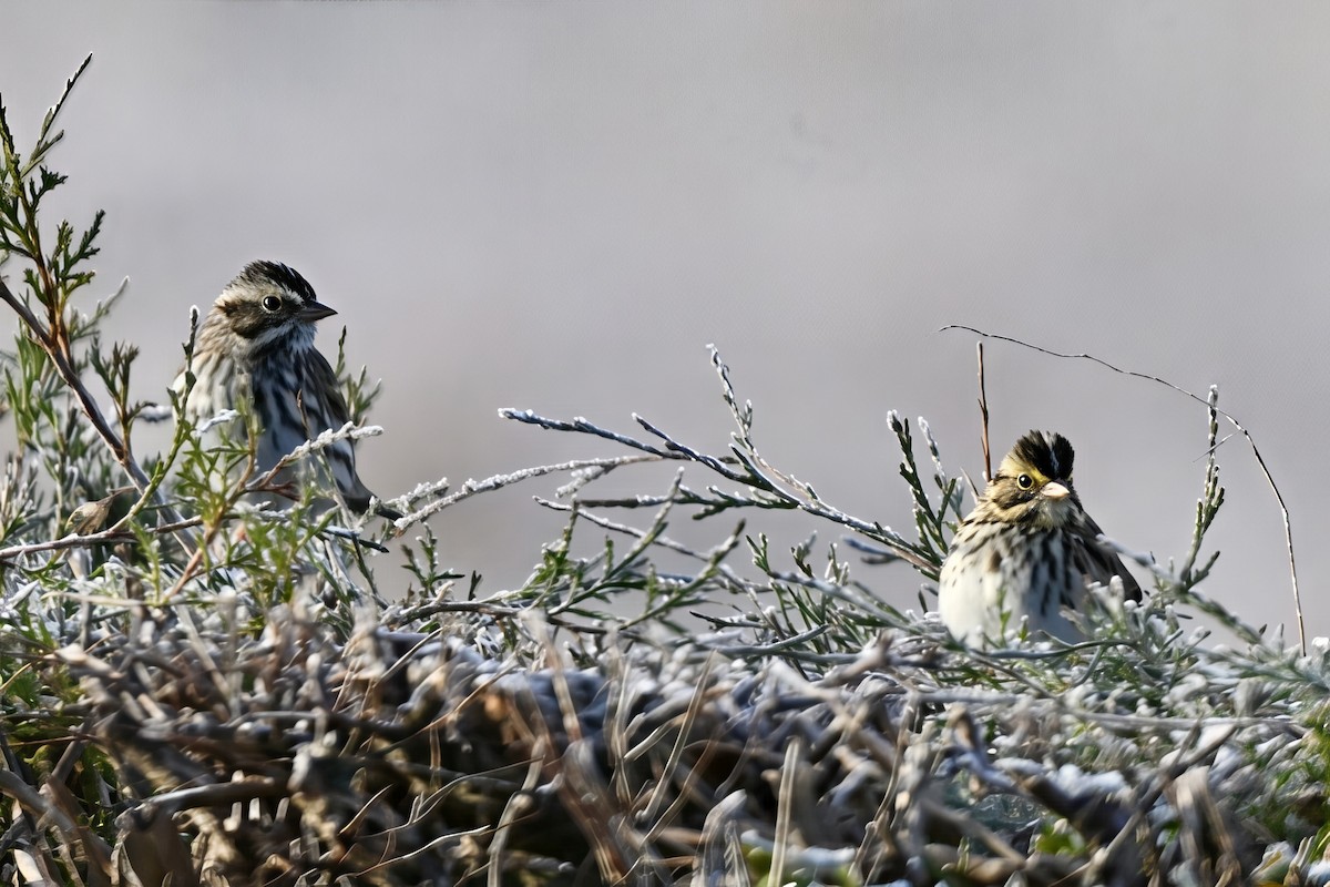 Grasammer - ML646076374