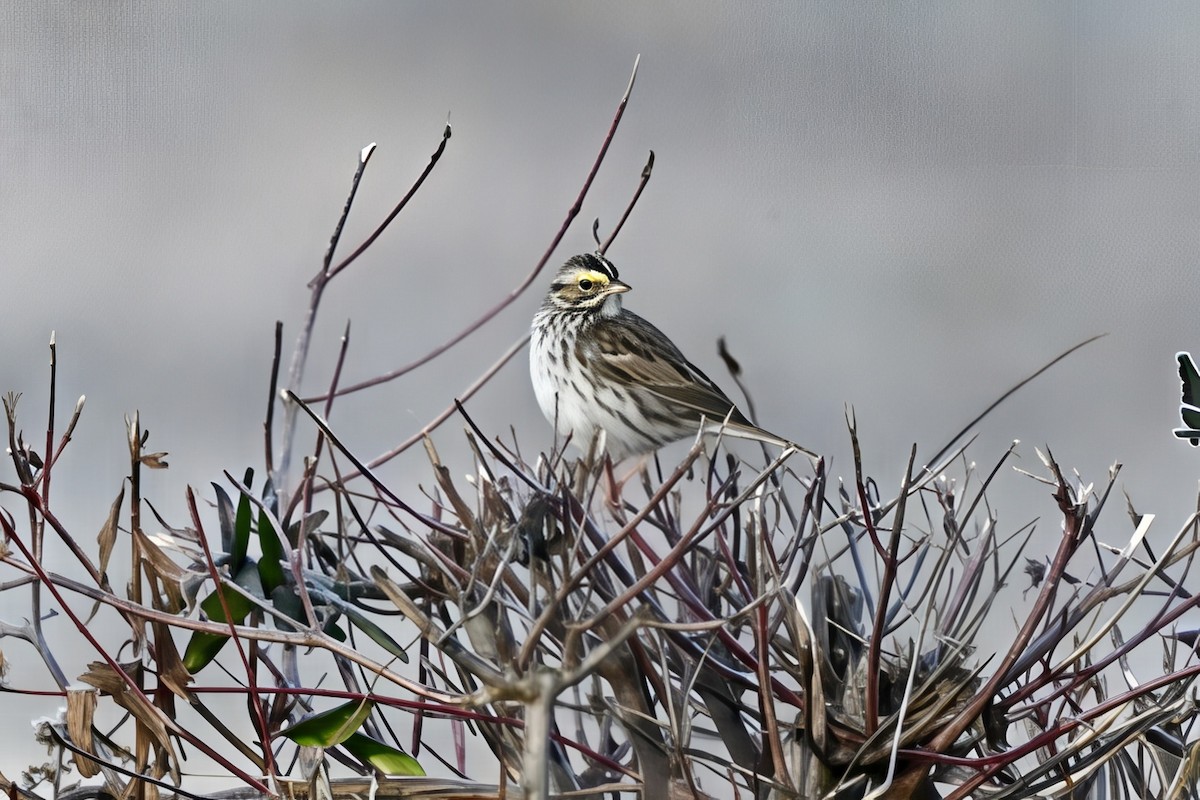 Grasammer - ML646076375