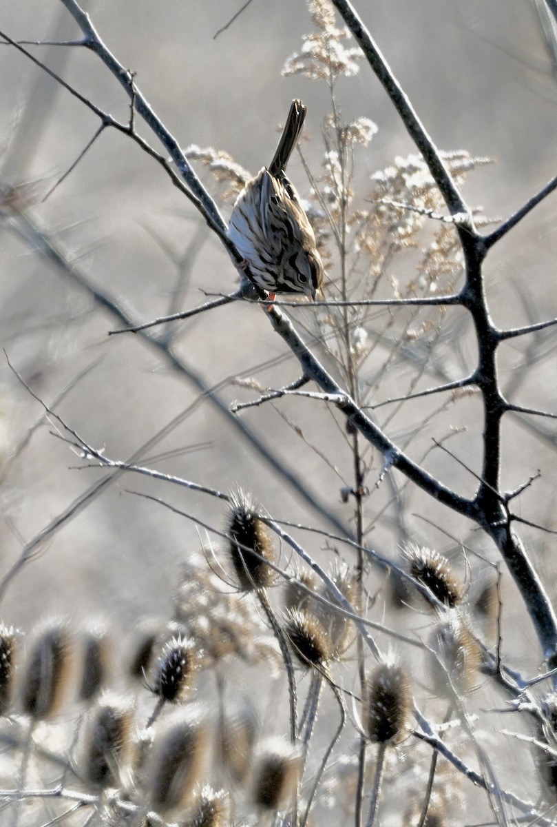 Grasammer - ML646076376