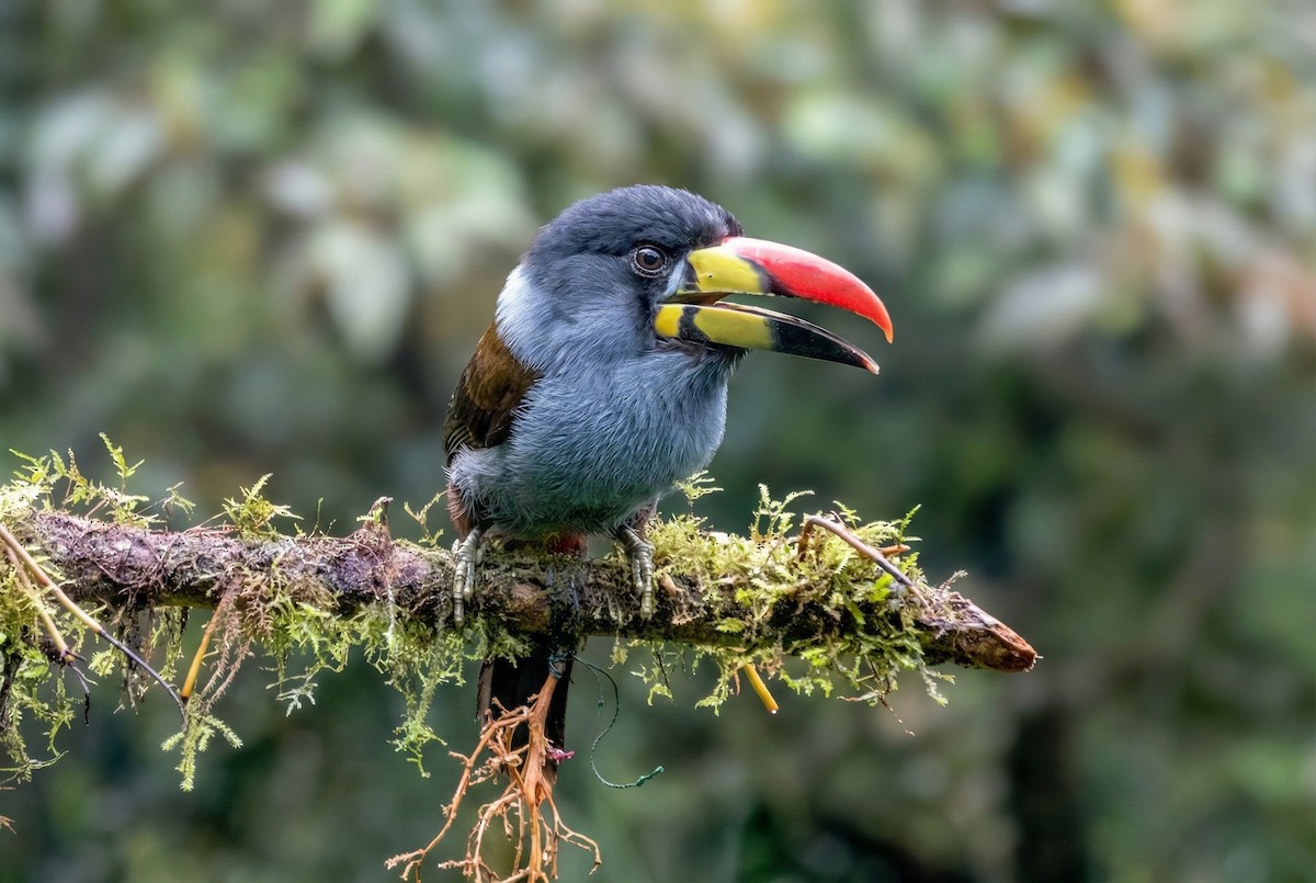 Gray-breasted Mountain-Toucan - ML646076381