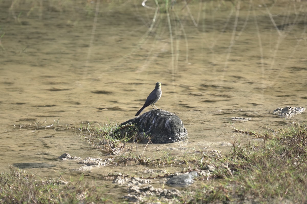 Citrine Wagtail - ML646076403