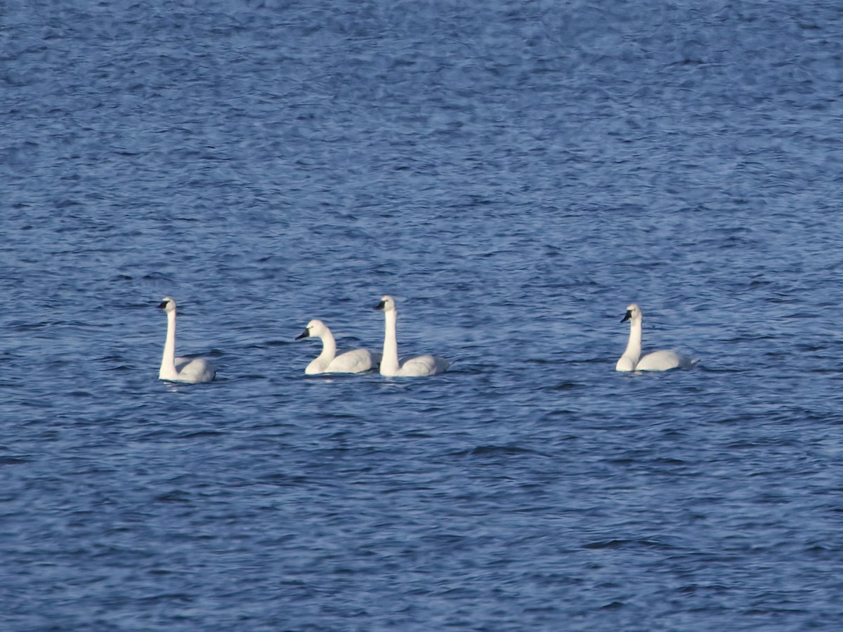Tundra Swan - ML646076404