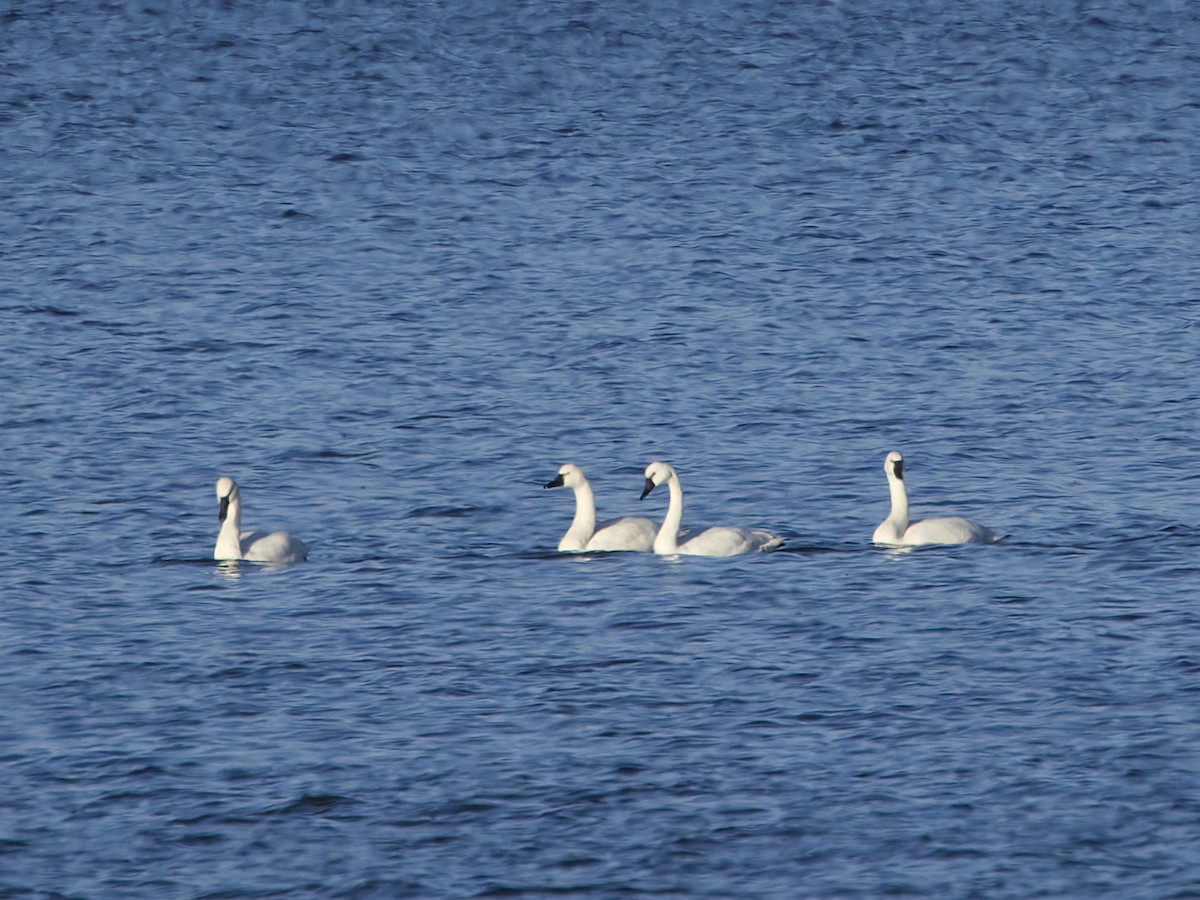 Tundra Swan - ML646076405