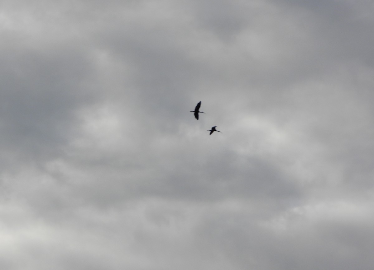 Bare-faced Ibis - ML646076406