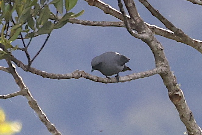 Boyer's Cuckooshrike - ML646076412