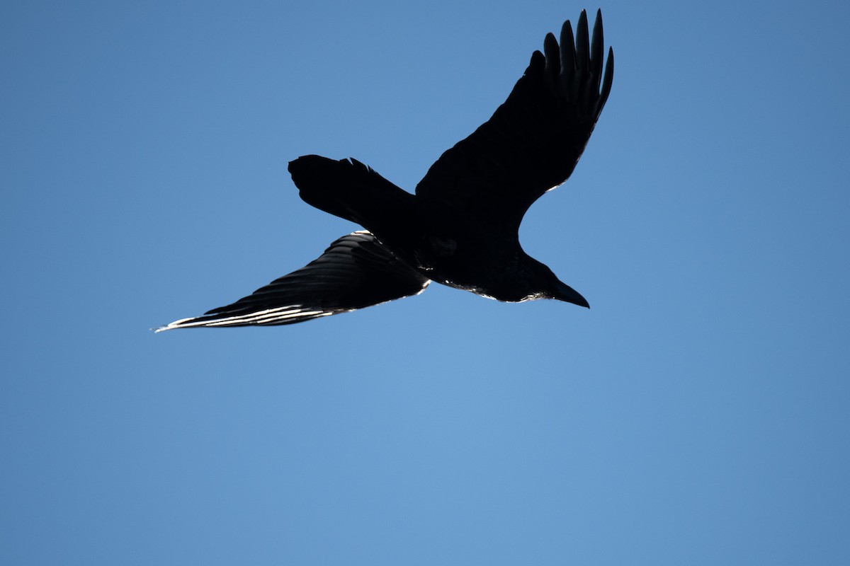 Common Raven - ML646076415