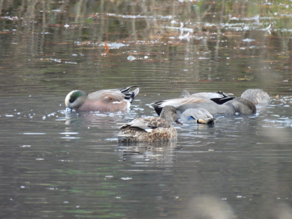 Серая утка - ML646076429