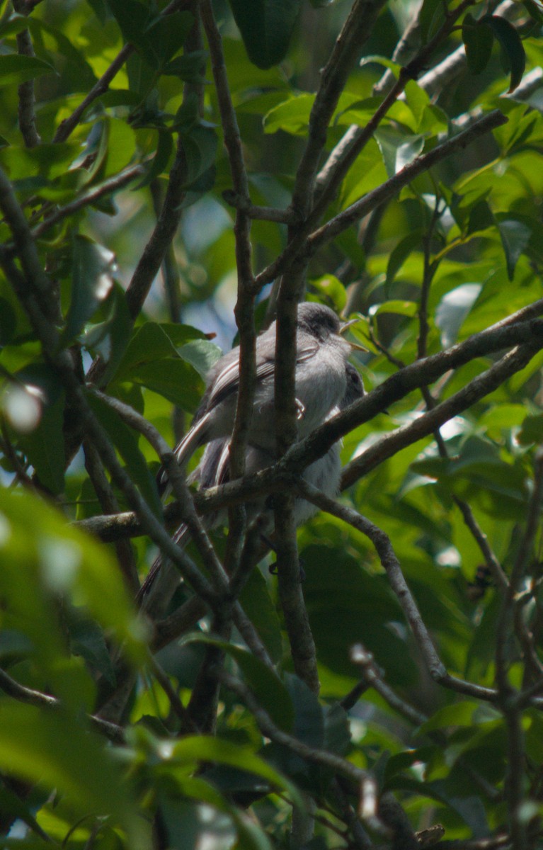 Masked Gnatcatcher - ML646076433