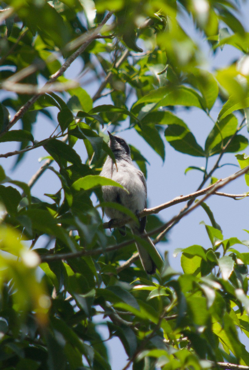 Masked Gnatcatcher - ML646076435