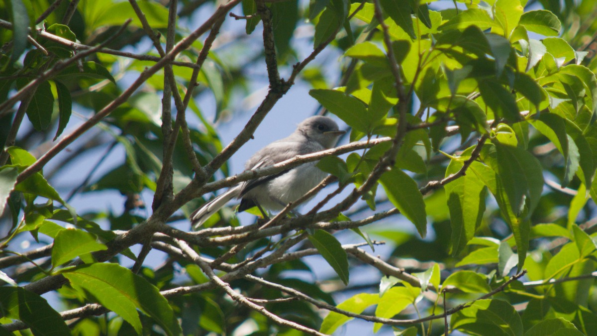 Masked Gnatcatcher - ML646076437