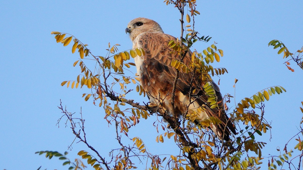 Buse féroce - ML646076438