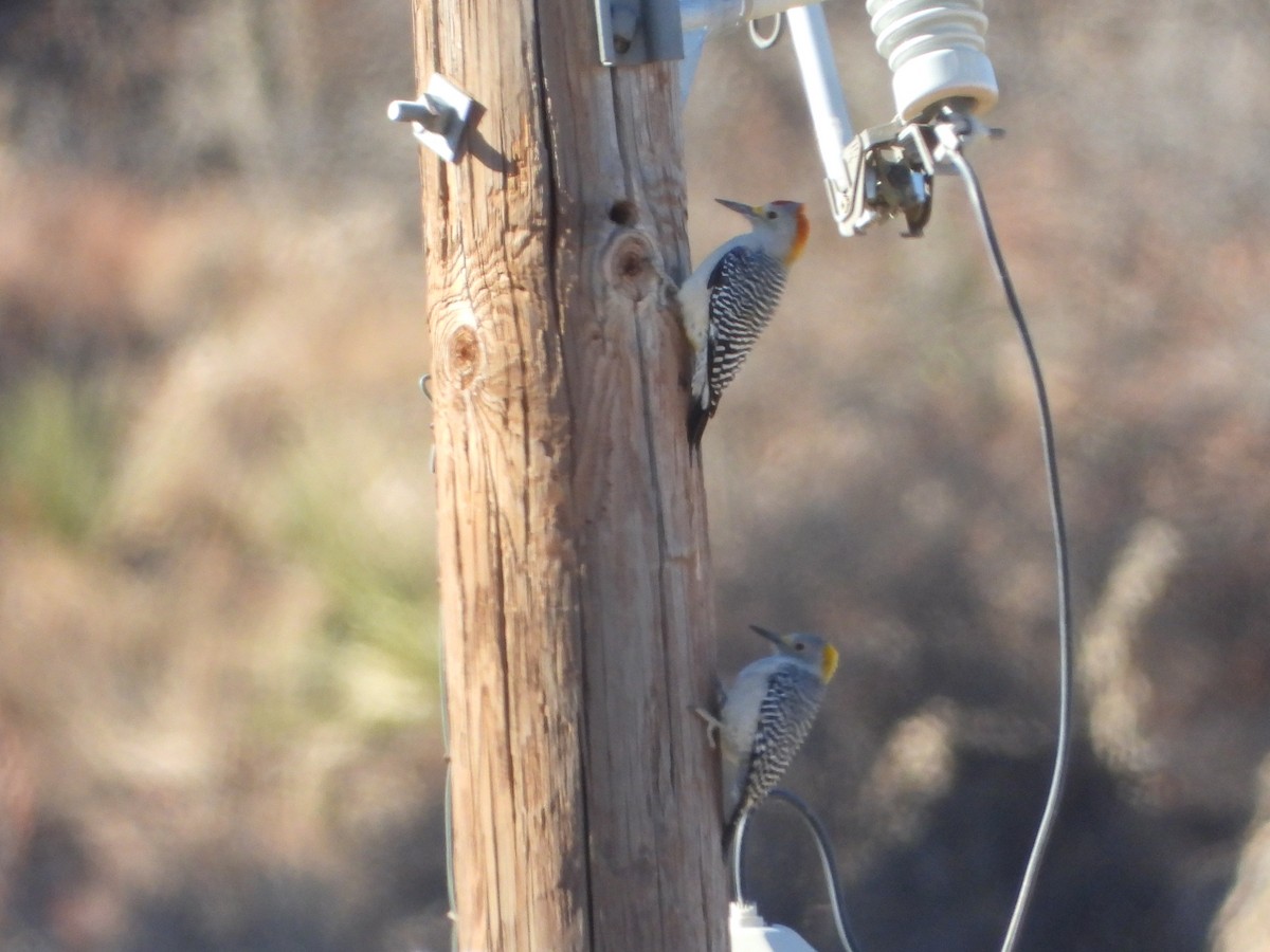 Golden-fronted Woodpecker - ML646076439