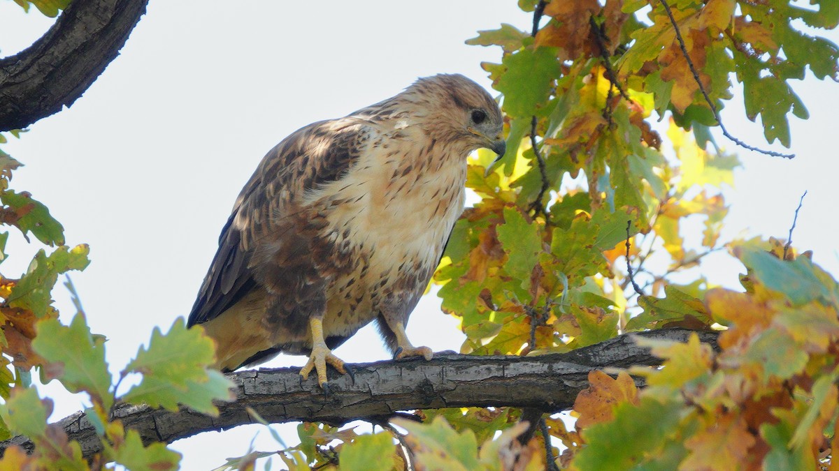 Buse féroce - ML646076440