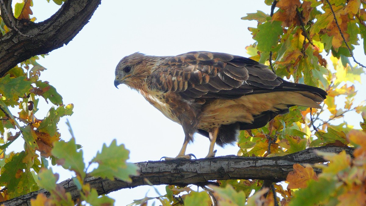 Buse féroce - ML646076442