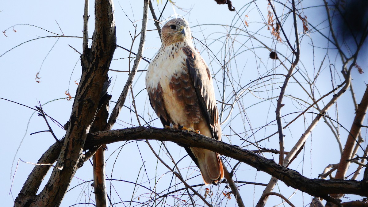 Buse féroce - ML646076443