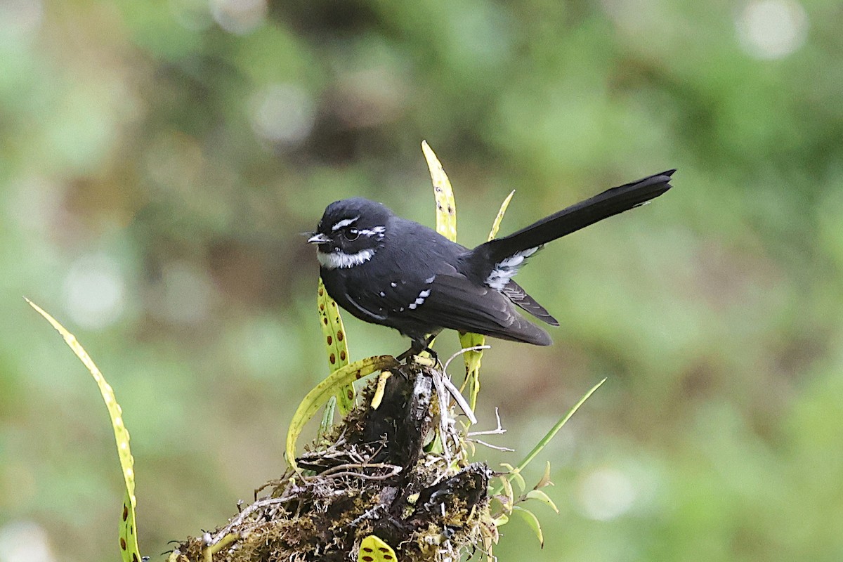 Friendly Fantail - ML646076444