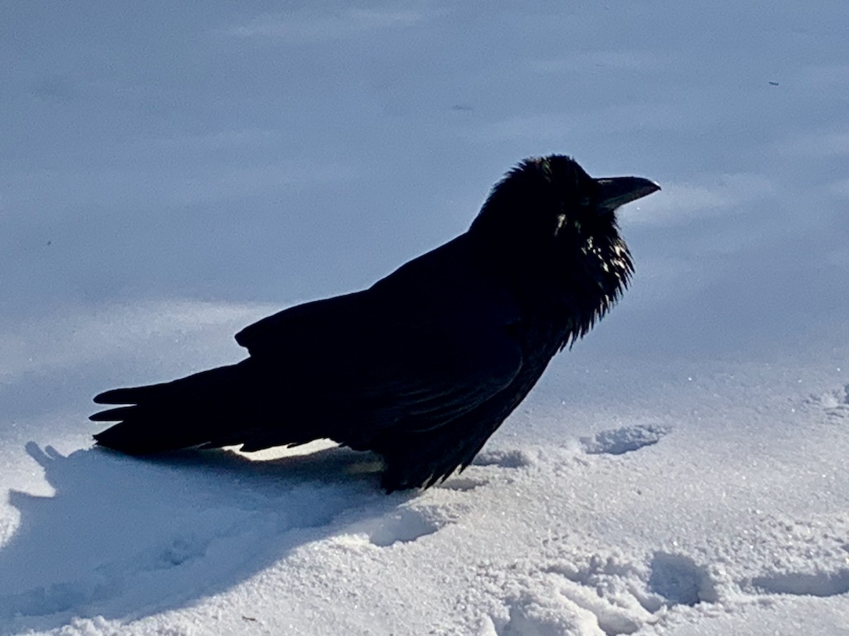 Common Raven - ML646076445