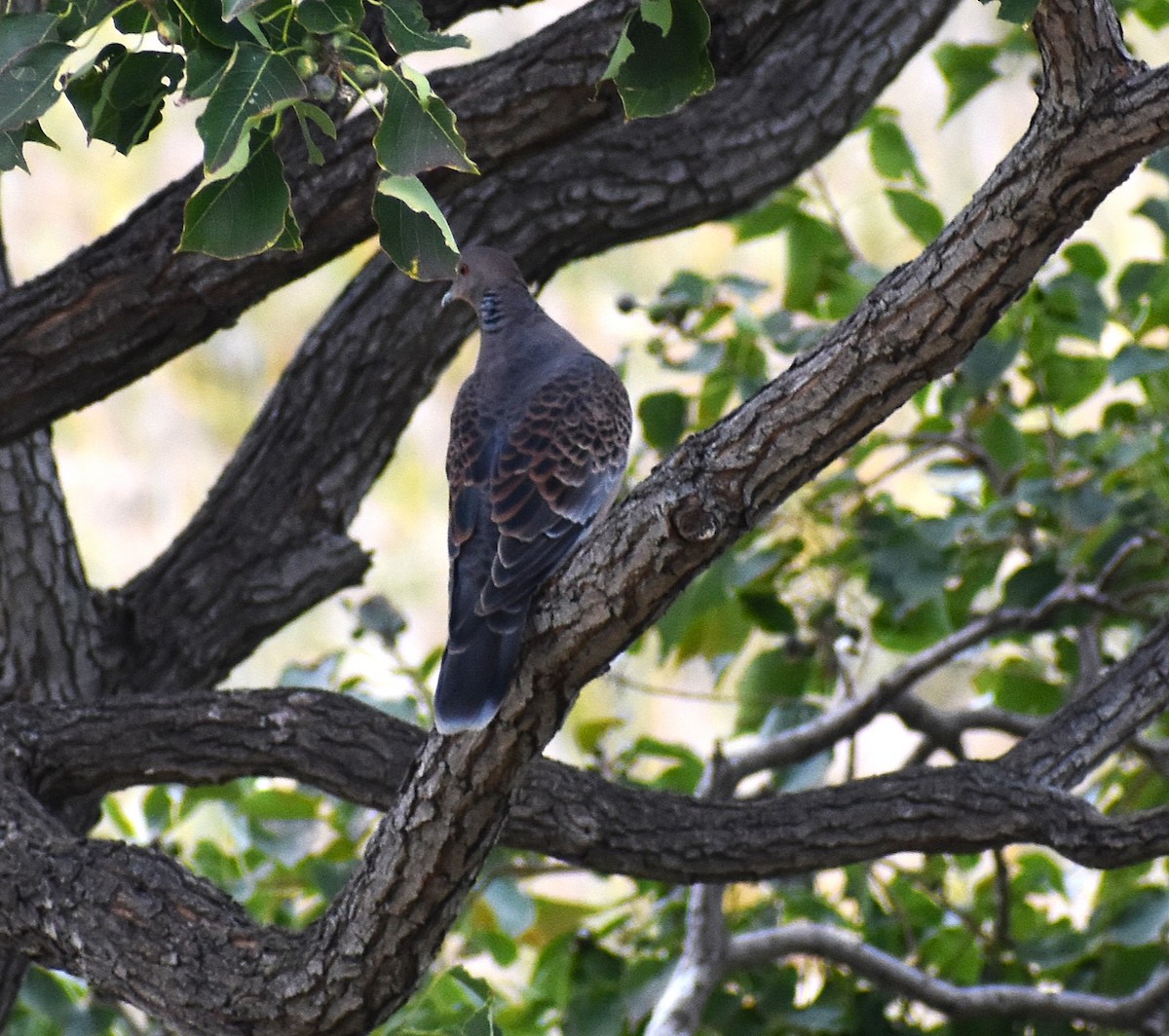 Oriental Turtle-Dove - ML646076449
