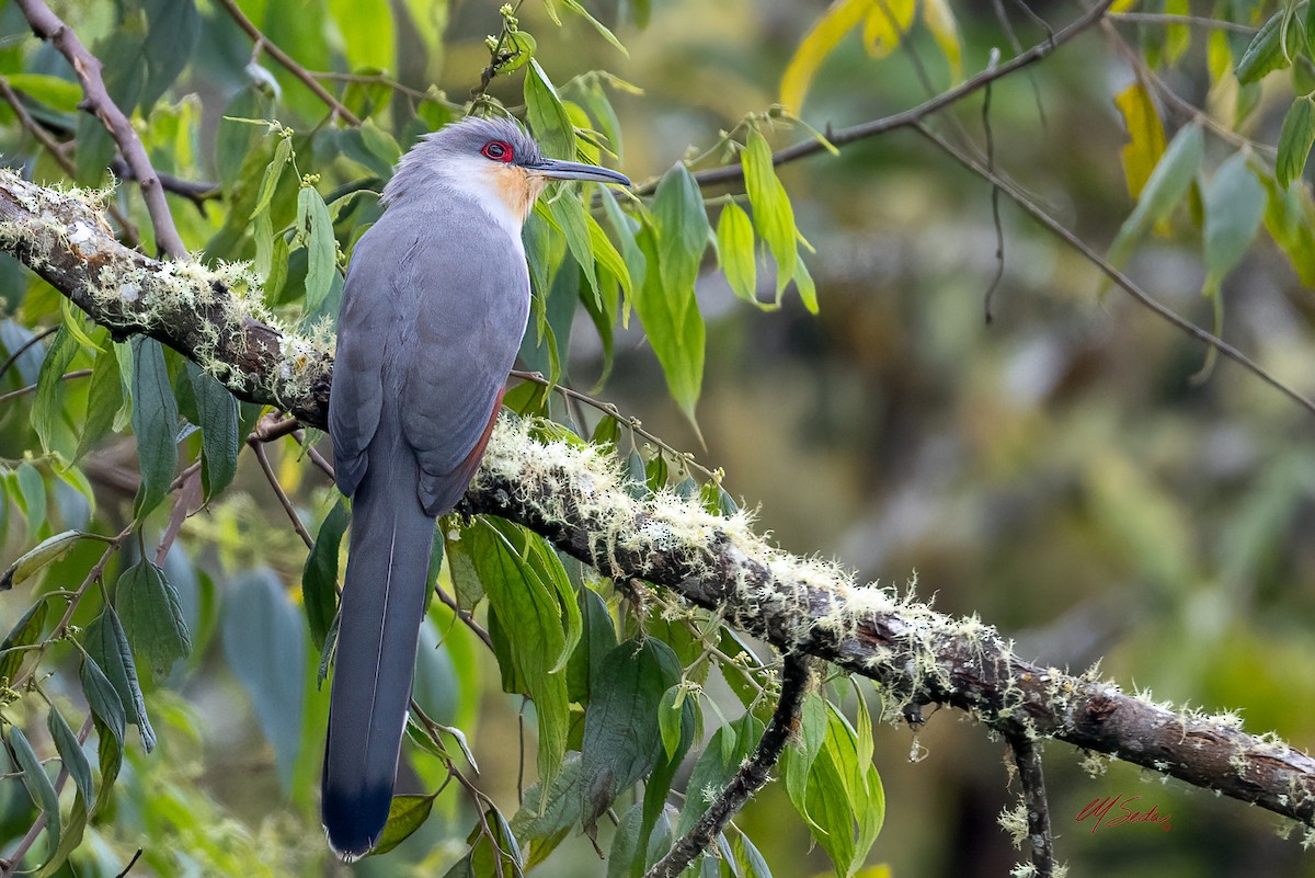 Hispaniolan Lizard-Cuckoo - ML646076451