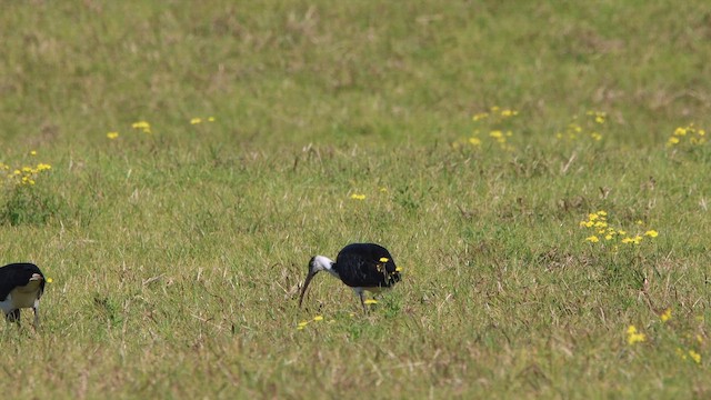 Straw-necked Ibis - ML646076464