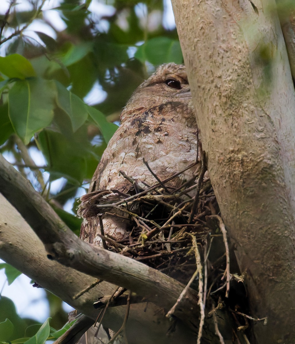 lelkoun papuánský - ML646076468