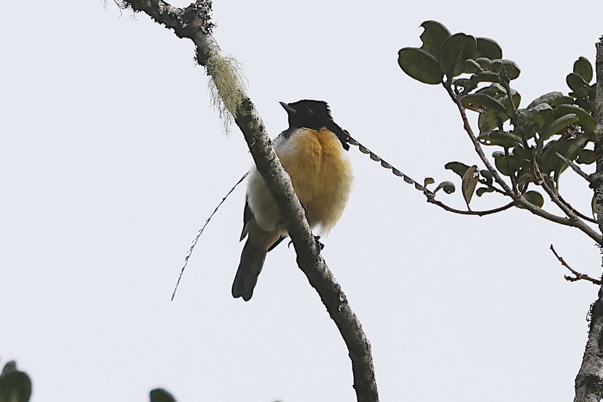 King-of-Saxony Bird-of-Paradise - ML646076469