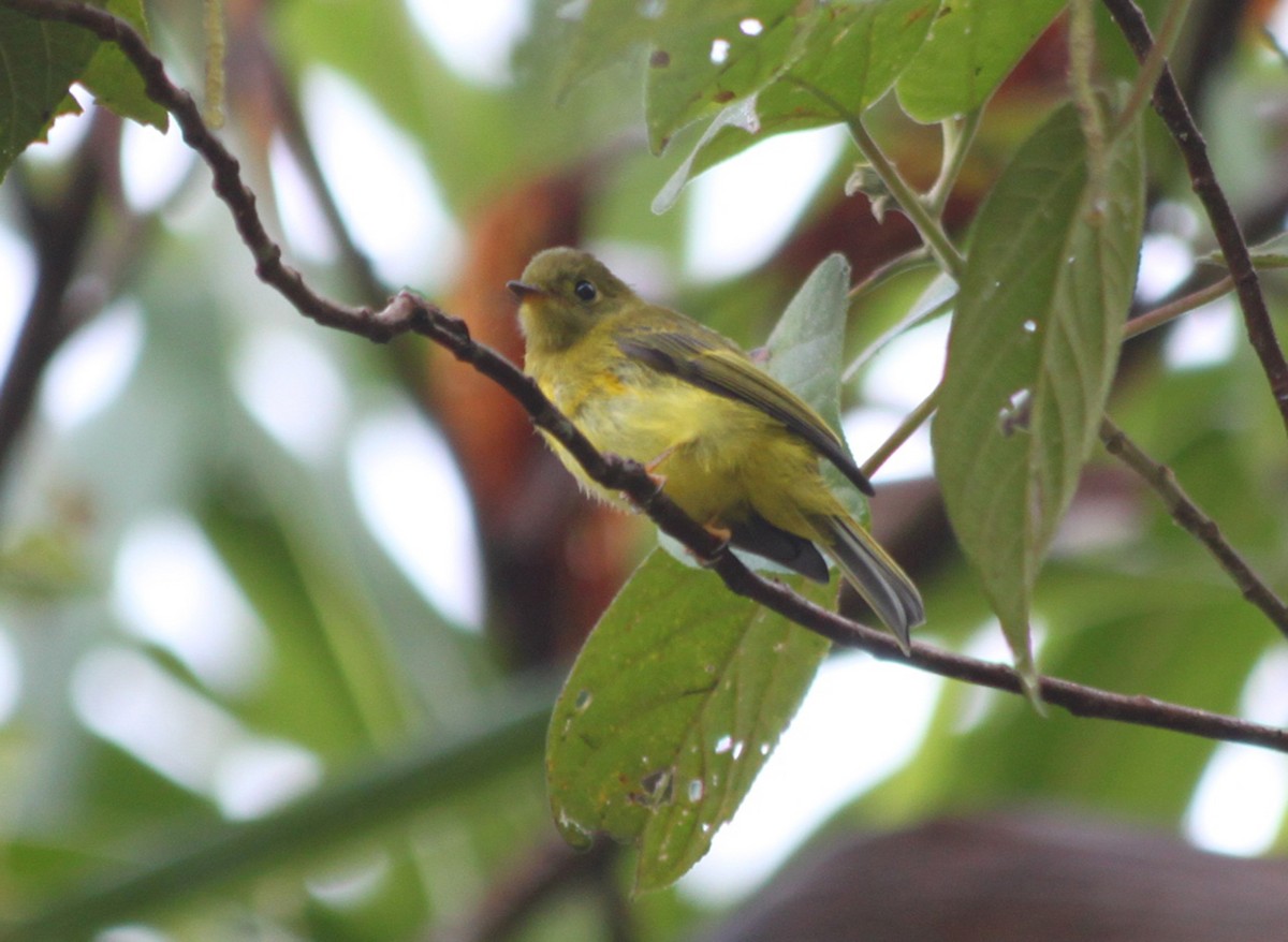 Зеленоголовый комаролов - ML646076474