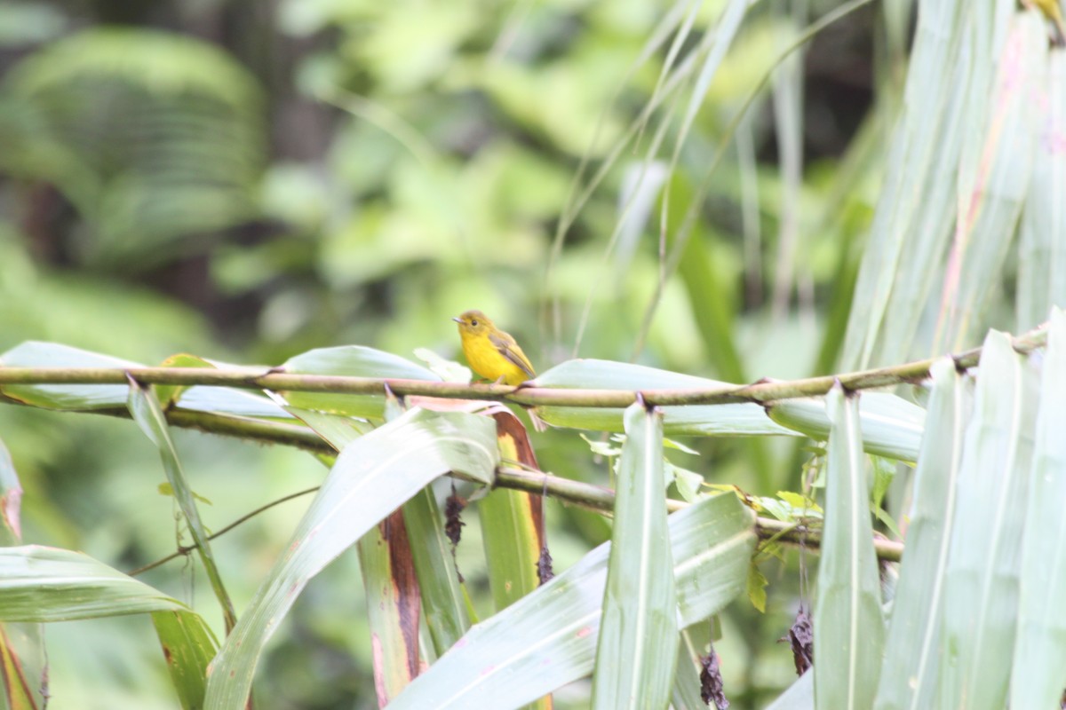 Зеленоголовый комаролов - ML646076475