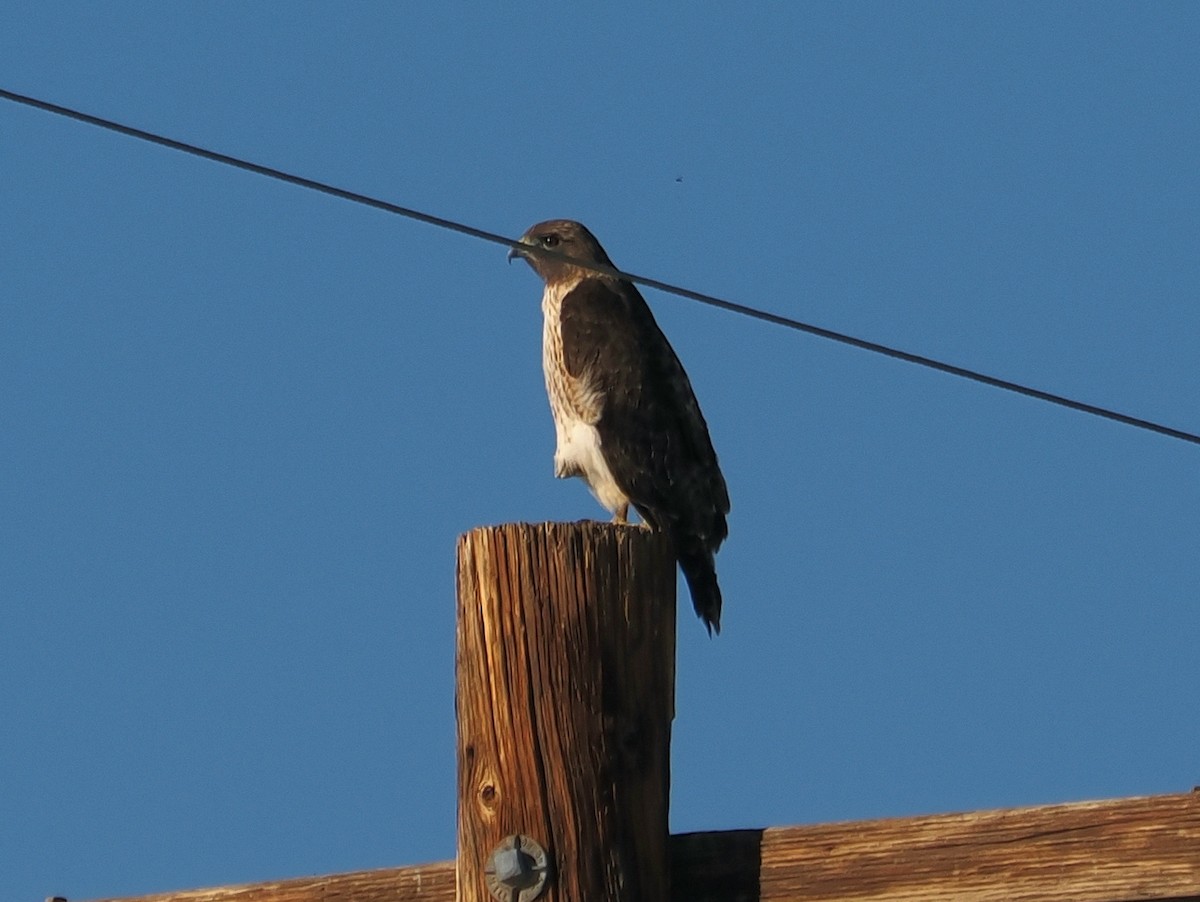 Канюк sp. - ML646076479