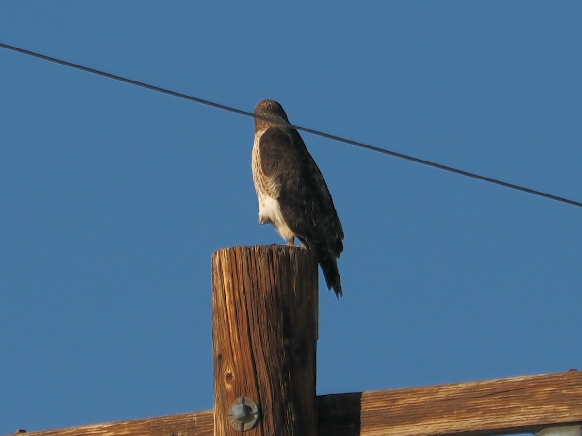 Канюк sp. - ML646076480