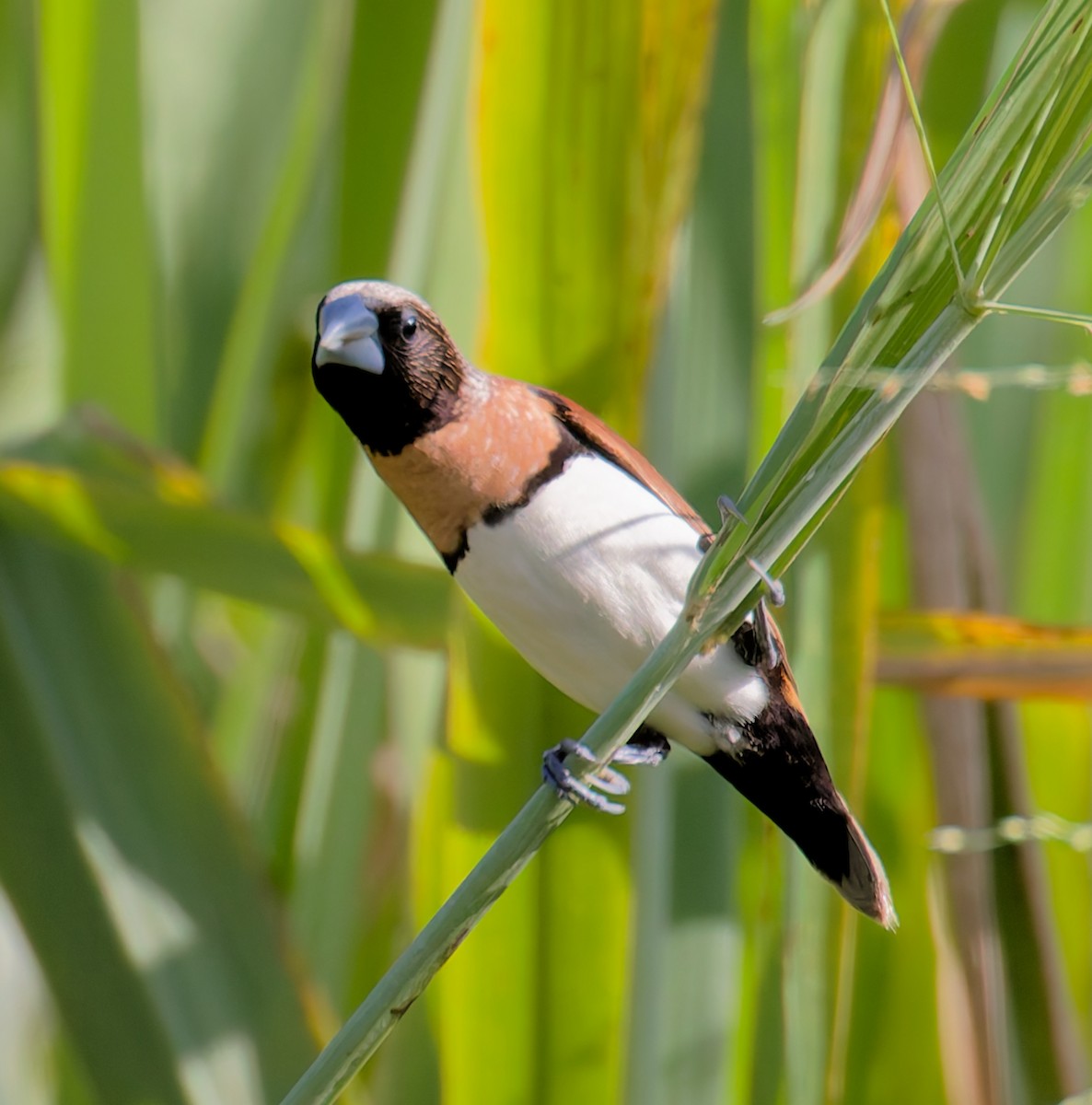 Chestnut-breasted Munia - ML646076482