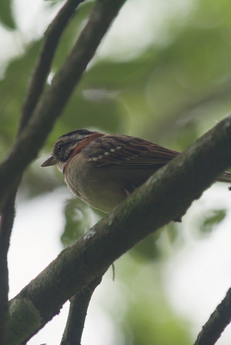 Kızıl Enseli Serçe - ML646076487