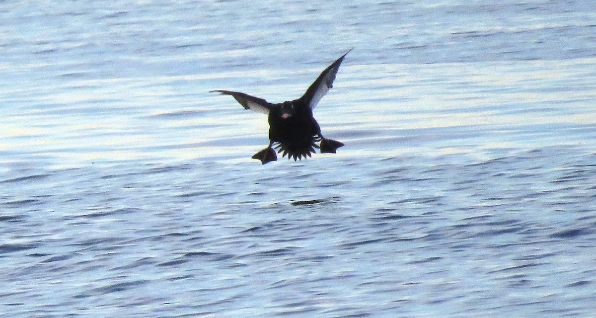 Macreuse à ailes blanches - ML646076492