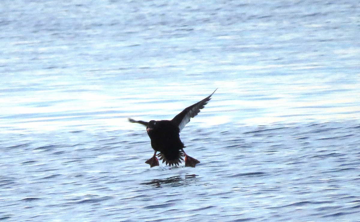 Macreuse à ailes blanches - ML646076493