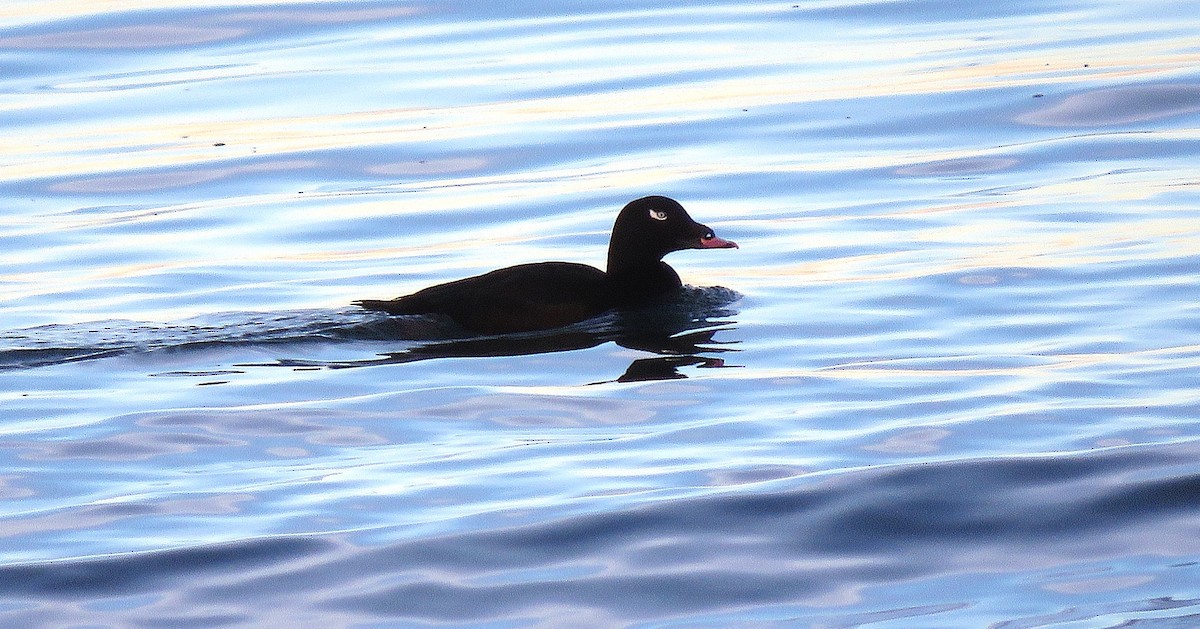 Macreuse à ailes blanches - ML646076494