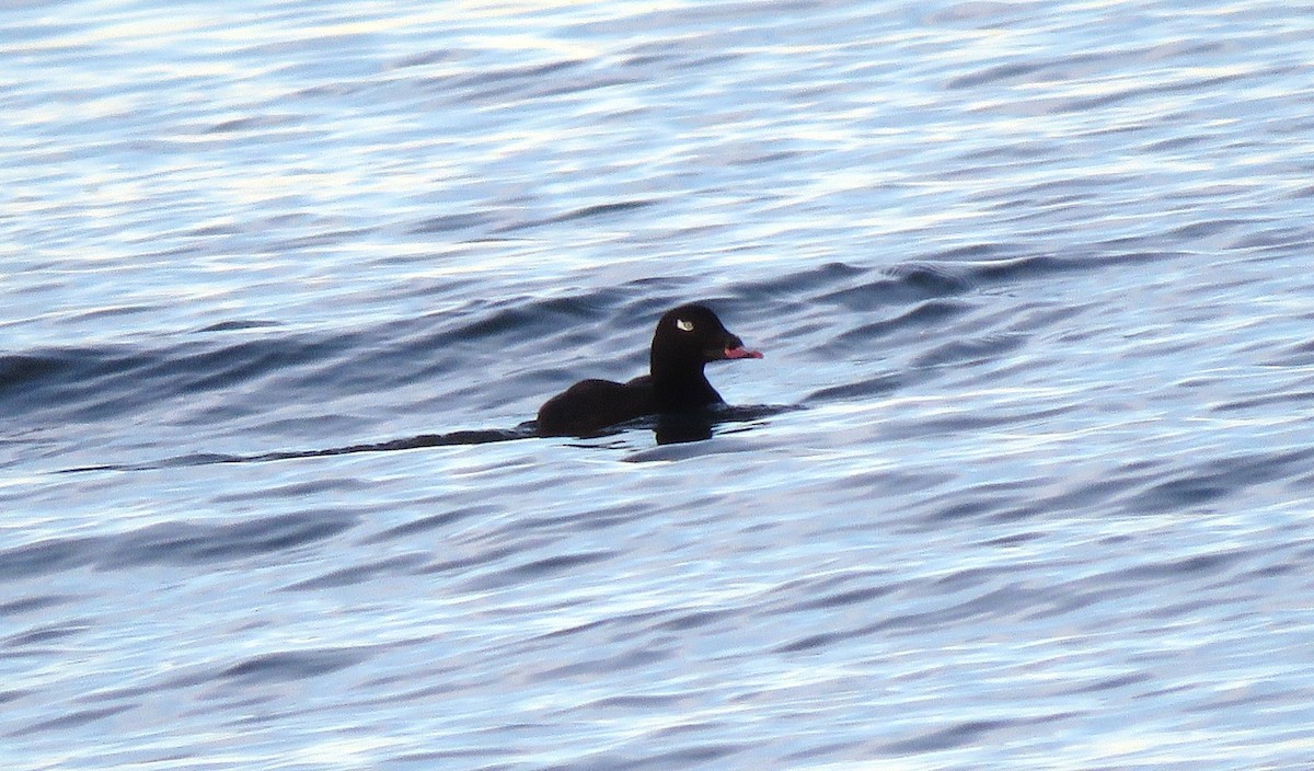 Macreuse à ailes blanches - ML646076495