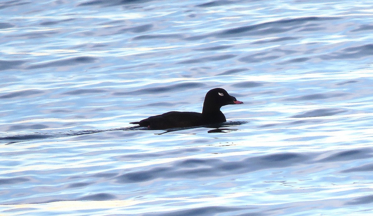 Macreuse à ailes blanches - ML646076496