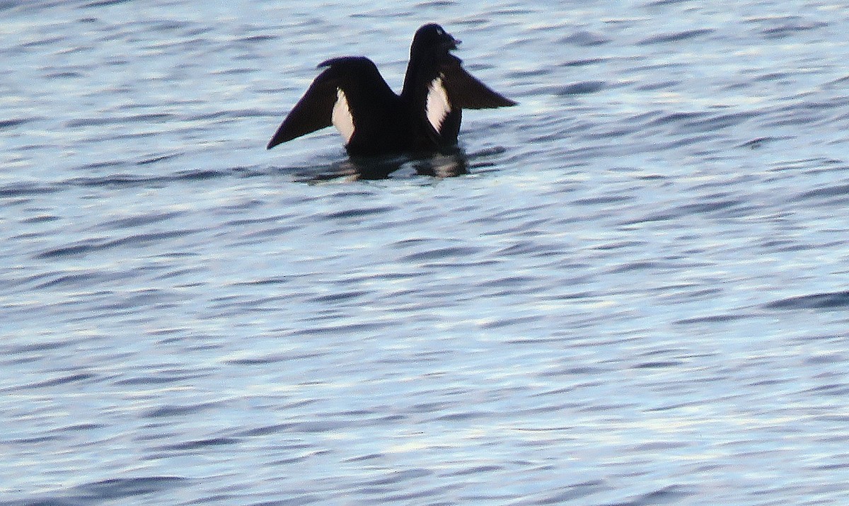 Macreuse à ailes blanches - ML646076497